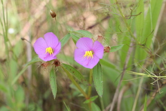 Osbeckia truncata